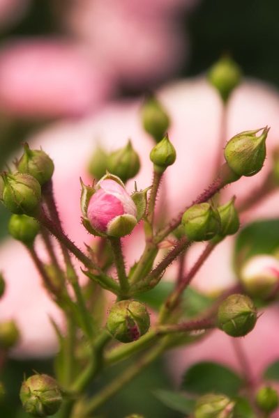 roses-rosebud-pink-beautiful
