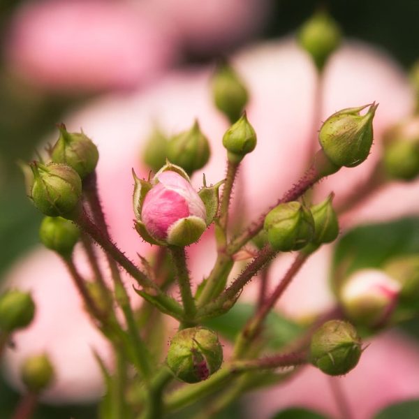 roses-rosebud-pink-beautiful